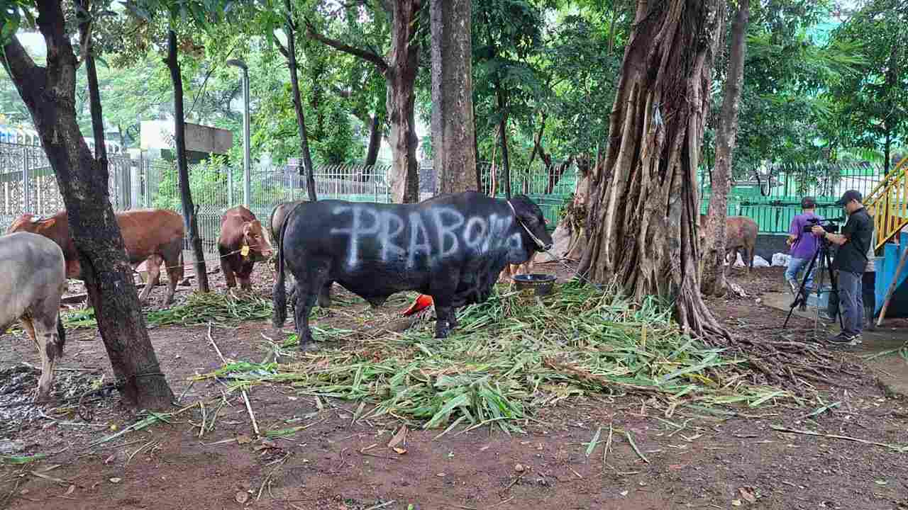 Kurban Sapi